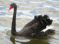 Black Swan